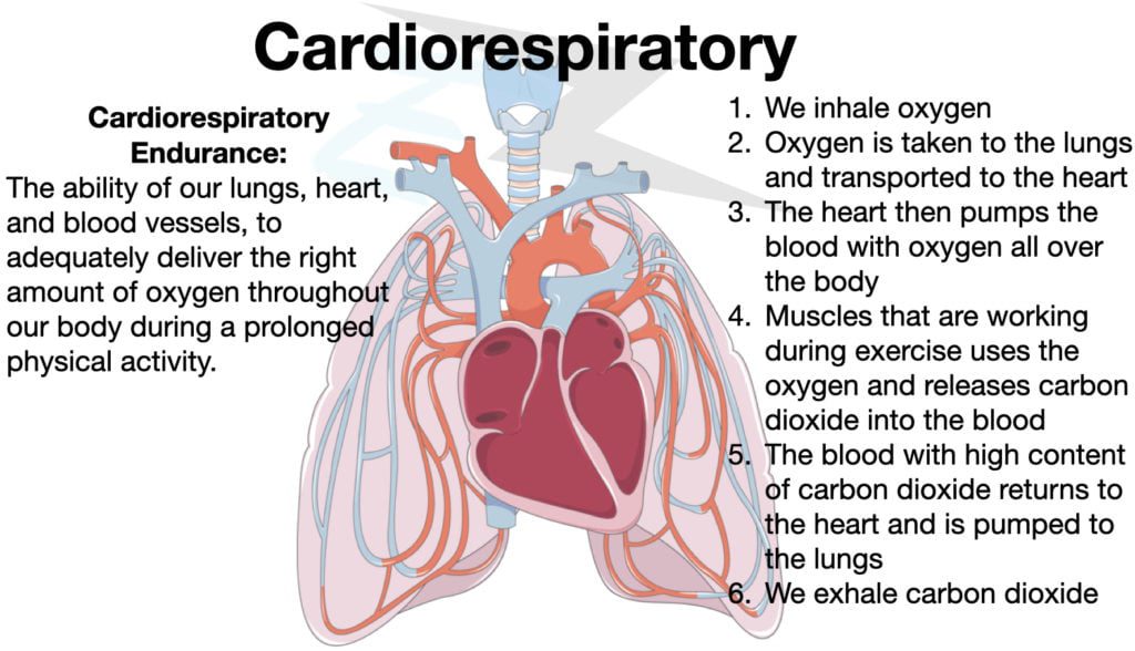 Cardiorespiratory Physiology, how the heart takes in air.